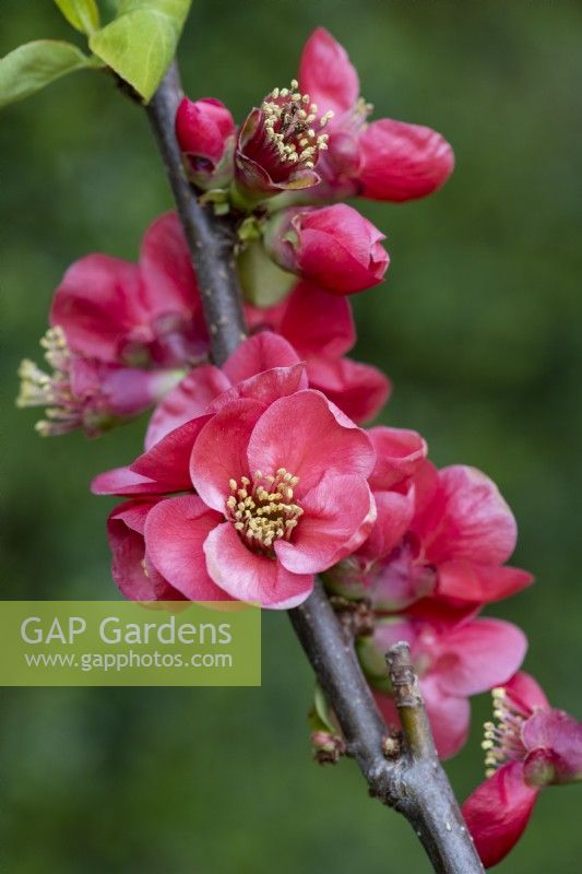 Chaenomeles speciosa 'Versicolor Lutescens', Japanese quince, a thorny, deciduous, wide-spreading shrub with clusters of pretty flowers in spring.