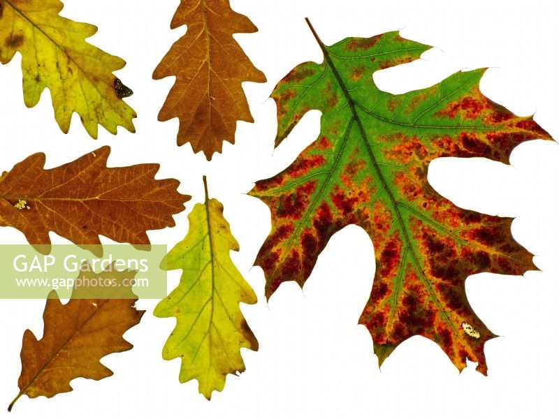 Close up of Leaves of Northern Red Oak Quercus borealis   and English Oak Quercus robur  in Autumn 