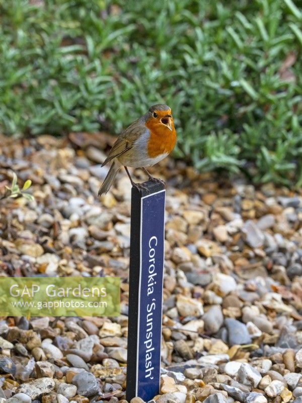 Robin Erithacus rubecula perched on plant label in autumn song Norfolk