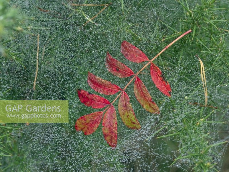 Fallen leaves of Sorbus 'Joseph Rock' resting on Spiders web October