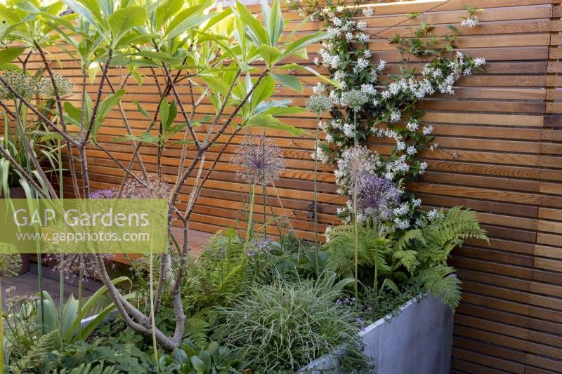 Contemporary raised bed with Edgeworthia chrysantha, Polystichum settiferum and Carex â€˜Silver Sceptre' and Trachelospermum jasminoides with wooden boundary fence 