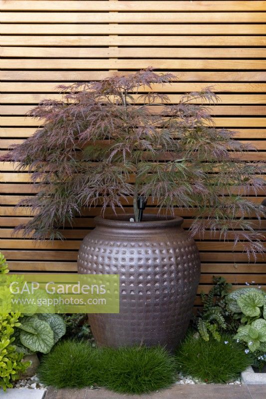 Acer palmatum disectum 'Garnet' in contemporary glazed container against contemporary wooden fence