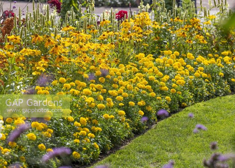 Annual mix with Tagetes, summer July