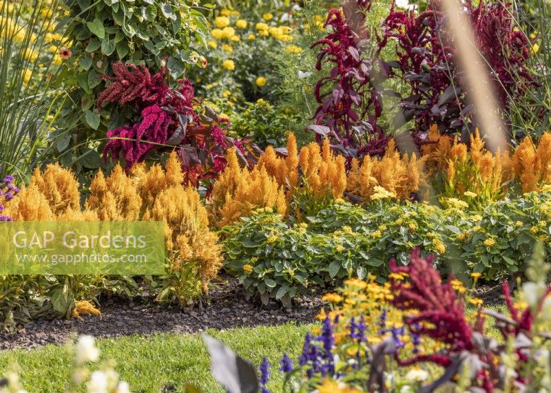 Annual mix with Celosia, summer June