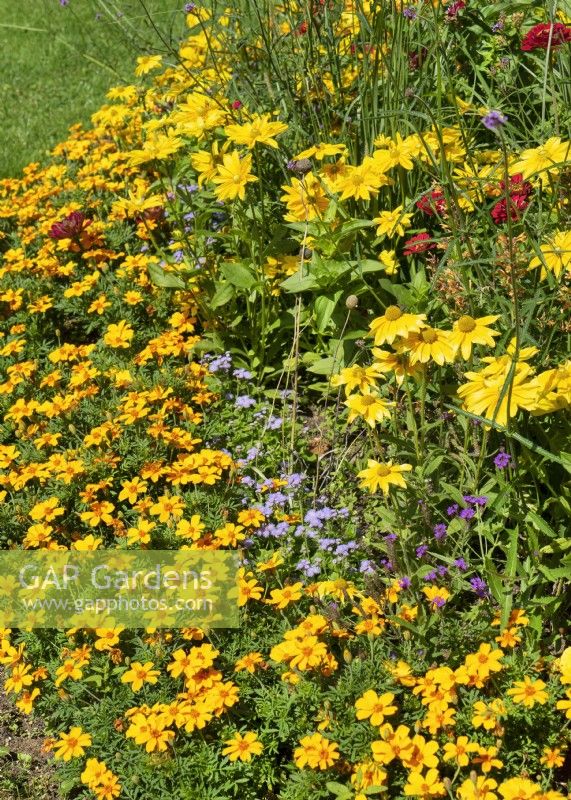 Annual border with Tagetes tenuifolia, summer July