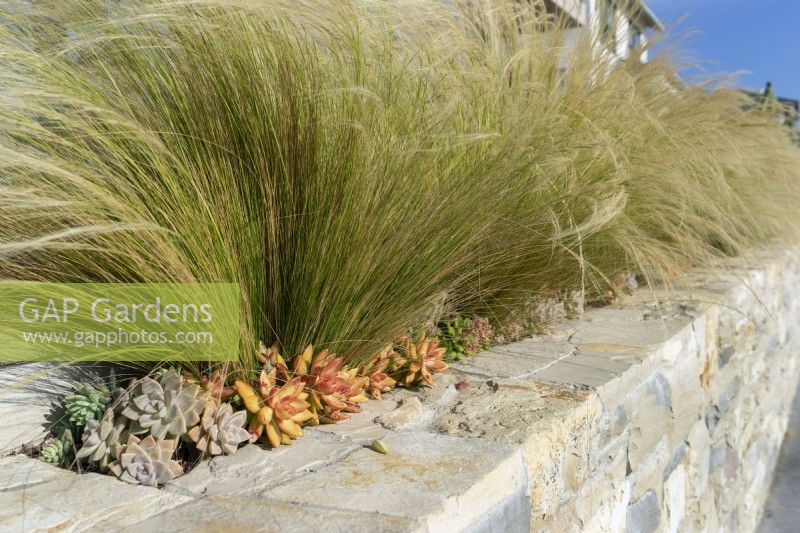 Border with succulent and ornamental grasses, summer August