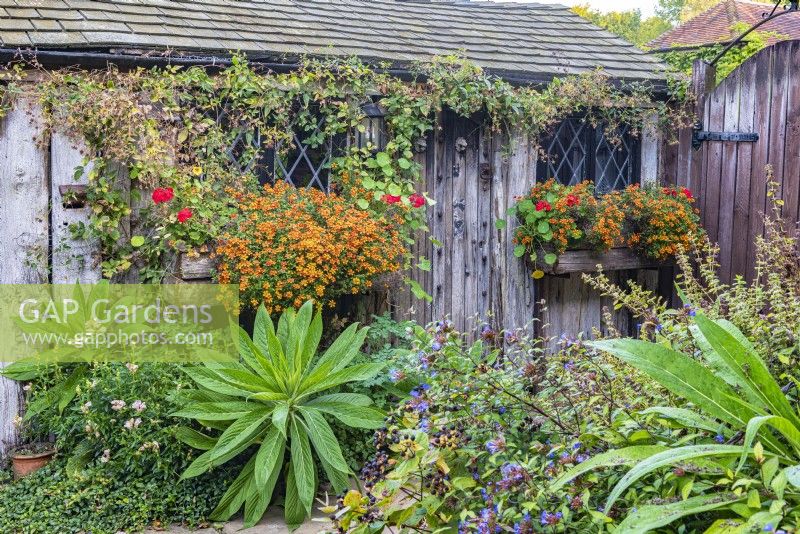 View of a rustic wooden garden shed with Bidens 'Orange Splash' flowering in window boxes and the foliage of Echiun pinnifolium in Autumn - October