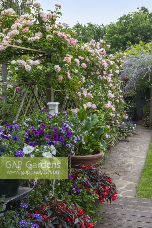 Pots of summer annuals on a deck that descends to a paved path, flanked by  Rosa 'St Swithun' trained along wooden trellis, flowering in June.