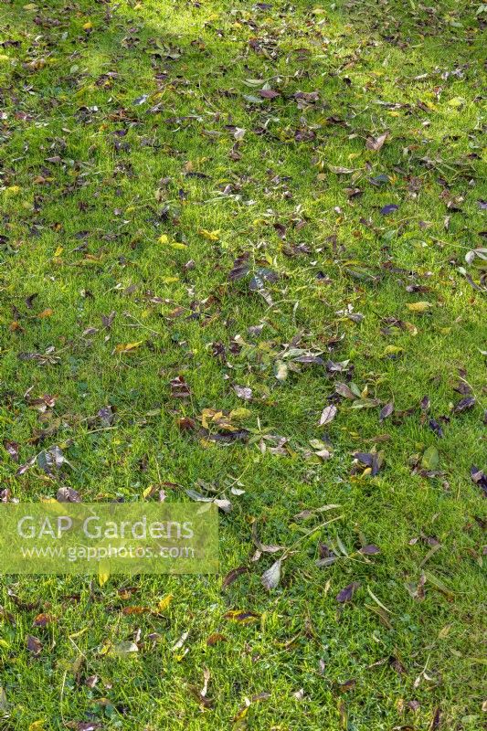 View of fallen leaves on a garden lawn in Autumn - October