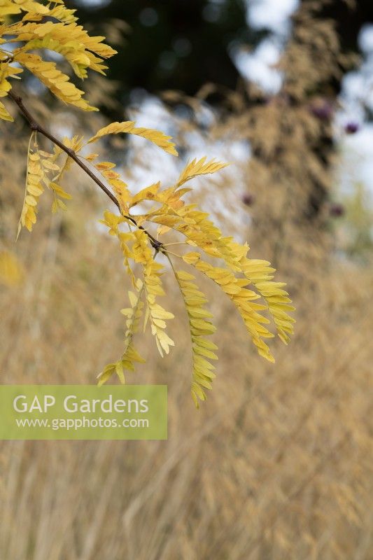Gleditsia triacanthos f. inermis 'Sunburst' - Honey locust tree in autumn
