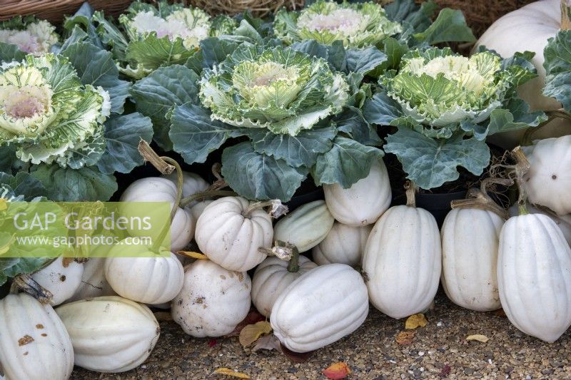 Brassica and Cucurbita pepo -Ornamental cabbages and pumpkins on an autumn display