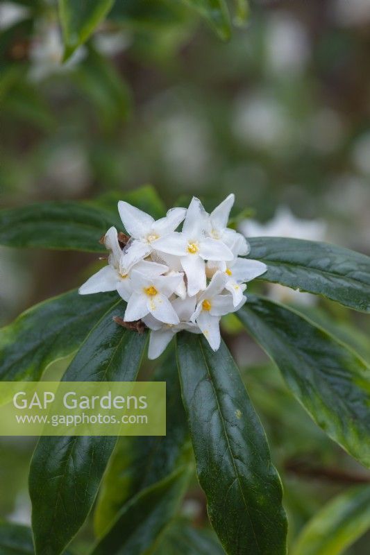 Daphne bholua 'Hazel Edwards', a shrub with leathery dark green leaves and, in winter, clusters of richly fragrant white flowers