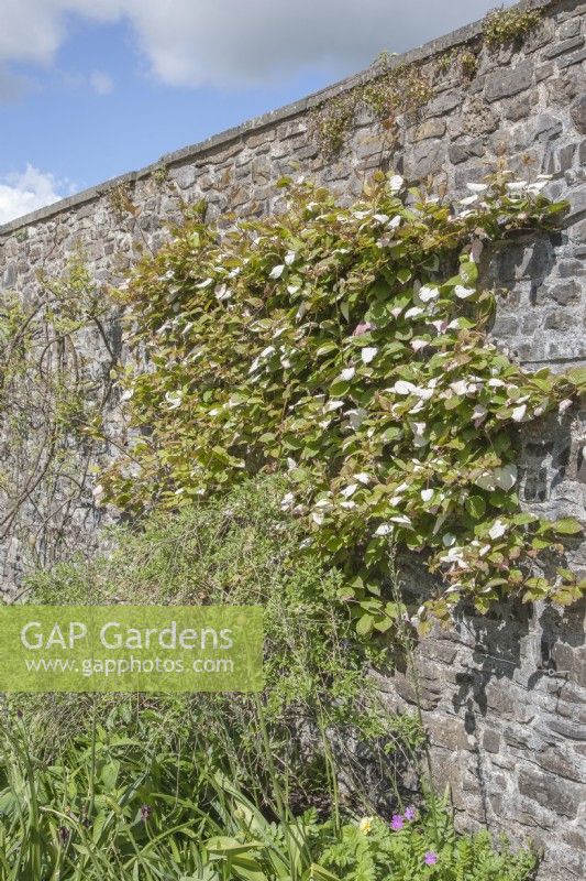 Actinidia kolomikta syn. kiwi vine against old, grey, stone wall. Deciduous, woody-stemmed, twining, ornamental climber. 