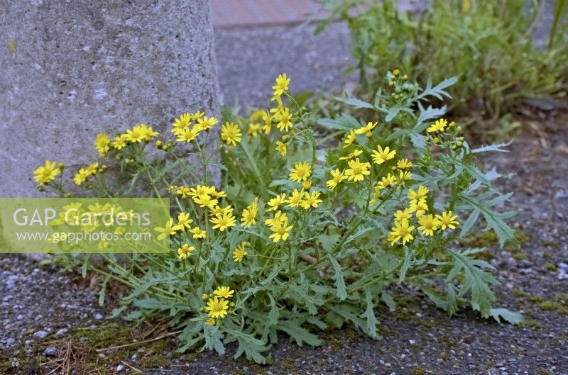 Oxford Ragwort - Senecio squalidus has a long season of flowering