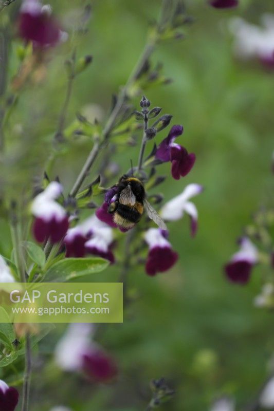 Salvia 'Amethyst Lips' with pollinating Bumblebee