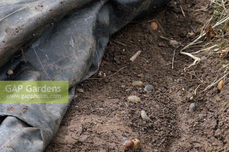 Slugs and Snails hide under Mypex ground cover mulch and can be controlled and removed by periodically removing them