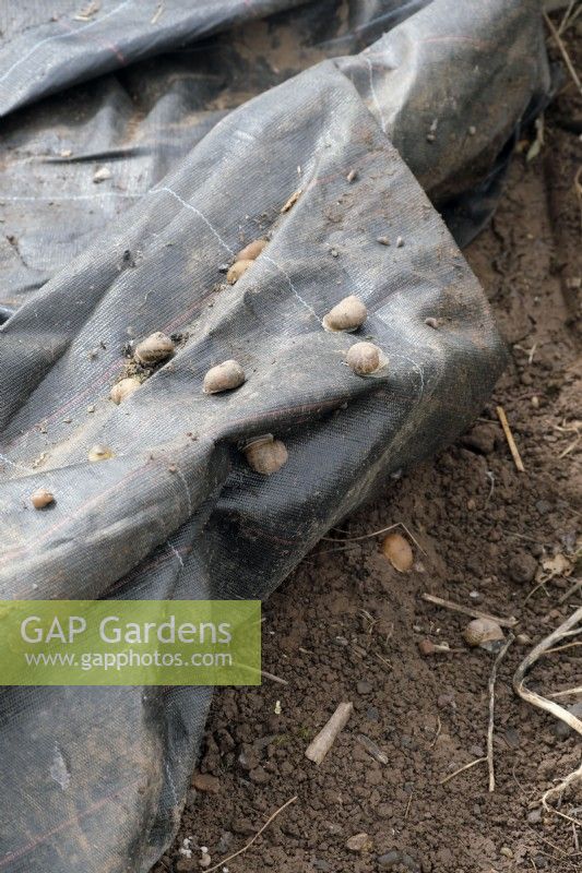 Slugs and Snails hide under Mypex ground cover mulch and can be controlled and reduced by periodically removing them