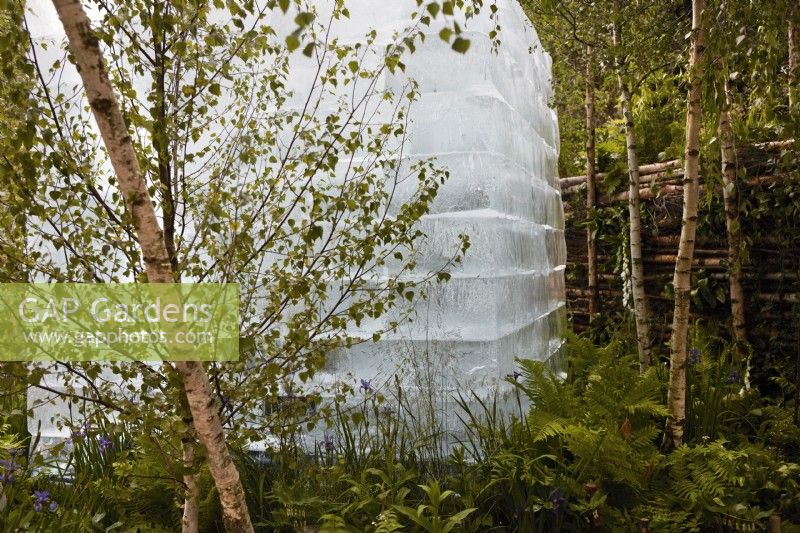 The Plantman's Ice Garden. Designer: John Warland. Woodland garden planting with ferns, digitalis and birch trees. The central block of ice  contains a bank of rare seeds that will disperse as it melts. RHS Chelsea Flower Show 2022. Silver Gilt medal.