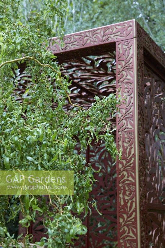 Morris  and  Co. Garden. Designer: Ruth Willmott. RHS Chelsea Flower Show 2022. Gold Medal. Detail of pavilion crafted from metal screens made from laser cut metal with 'Willow Boughs' William Morris design. With Salix Matsundana 'Tortuosa' - Dragon's claw willow.