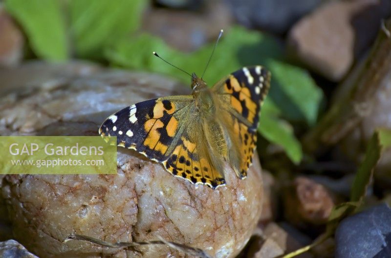 Vanessa cardui - Painted Lady butterfly