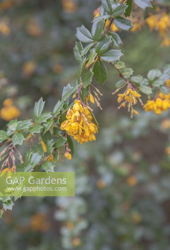 Berberis darwinii - Darwin's barbery - May. Spring-flowering orange or orange-yellow shrub.