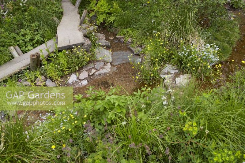 A Rewilding Britain Landscape. Designers: Lulu Urquhart and Adam Hunt. Raised reclaimed oak boardwalk and stream amongst wetland meadow and marginal plants with native wildflowers. RHS Chelsea Flower Show 2022. Gold Medal and Best in Show Award.