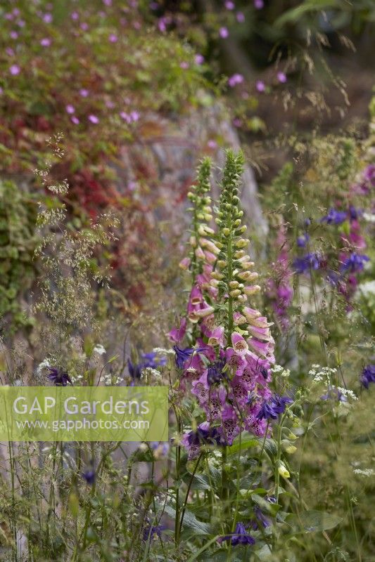 Naturalistic summer woodland planting by dry-stone wall with Digitalis, Aquilegia and grasses. May.