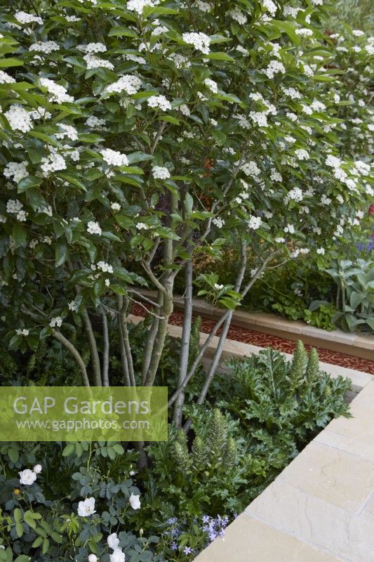 Morris  and  Co. Garden. Designer: Ruth Willmott. RHS Chelsea Flower Show 2022. Gold Medal. Crataegus x lavalleei by water rill and pale modern paving. Summer. May.