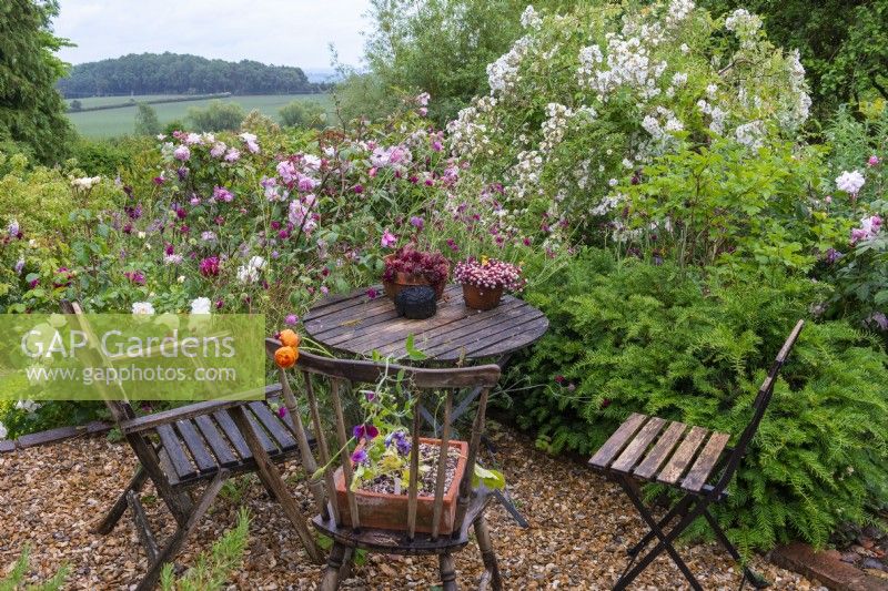 A sheltered dining area is flanked by white peonies, red scabious, pink Rosa 'Olivia Rose Austin' and white 'Rambling Rector'.