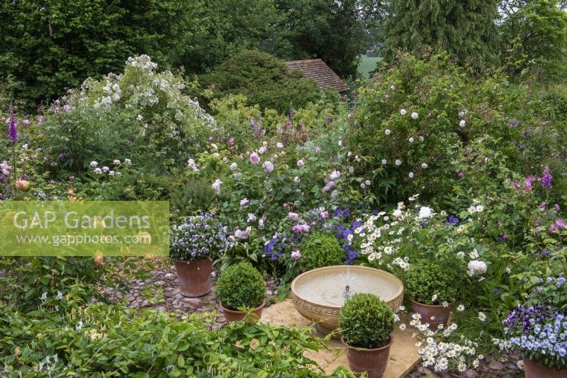 View from the house down to the terrace where a bubbling bowl water feature is flanked by box balls, pots of violas, hardy geraniums, foxgloves and roses. On left, weeping standard rose 'Rambling Rector'.