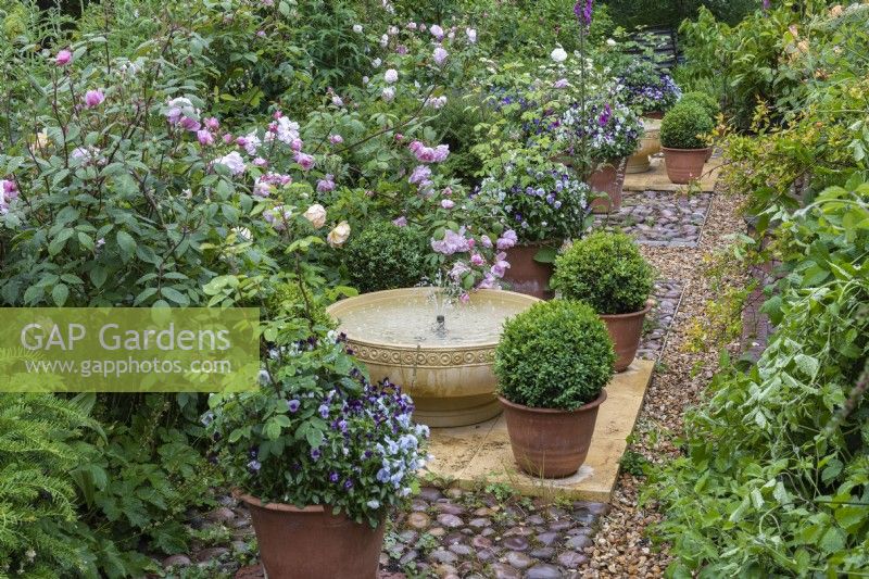 A bubbling bowl is flanked by box balls, pots of violas, hardy geraniums, foxgloves and roses.