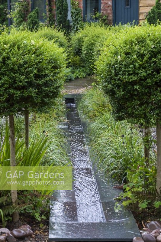 A contemporary rill descends the front garden, flanked by privet standards, Ligustrum delavayii, which are interspersed with low-growing clumps of Carex 'Ribbon Falls'.