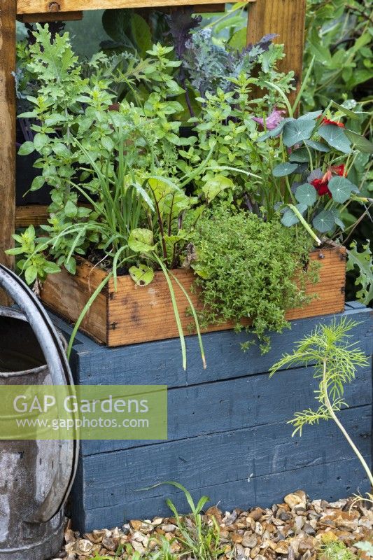 A wooden box of herbs, nasturtiums and young vegetables.