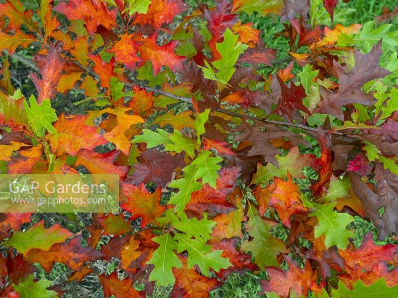 Quercus texana - Texas Red Oak leaves in Autumn