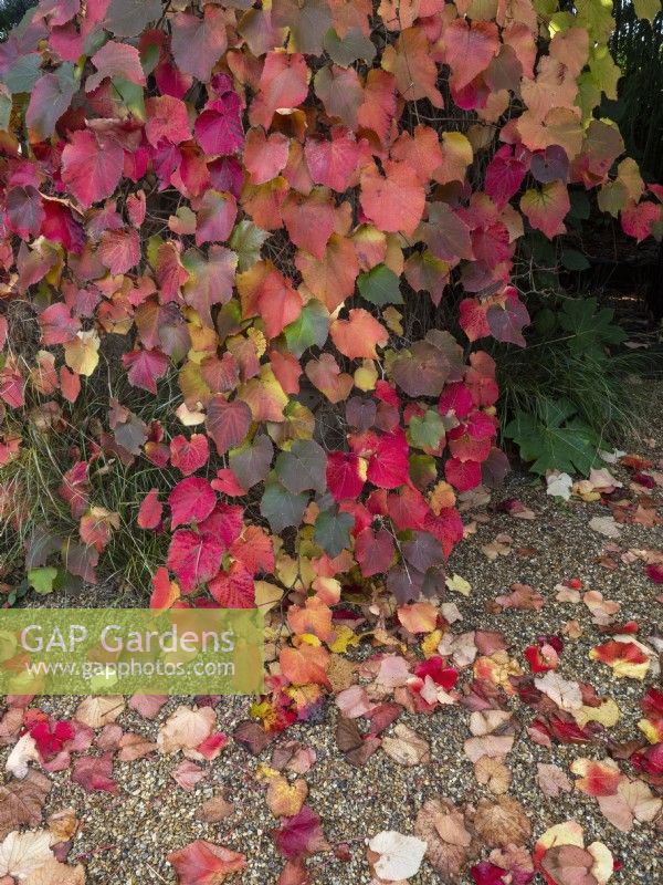 leaves of Vitis coignetiae - Crimson Glory Vine 
