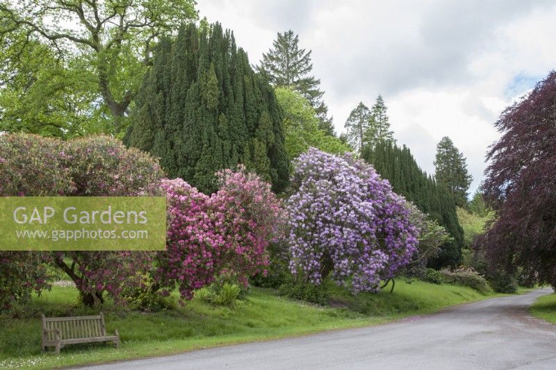 View across driveway bordered by Victorian Rhododendrons and Taxus baccata 'Fastigiata'. Spring. 