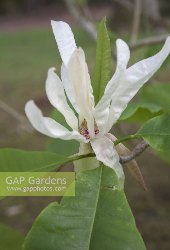 Magnolia tripetala -umbrella tree - May