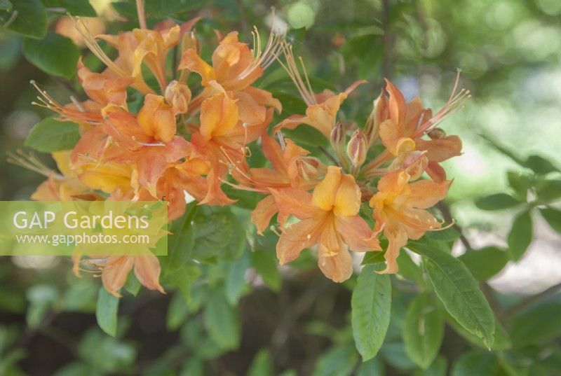 Rhododendron 'Gloria Mundi' - May