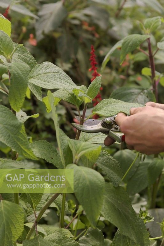 Taking softwood cuttings of Salvia confertifolia in autumn - taking cutting just below the node