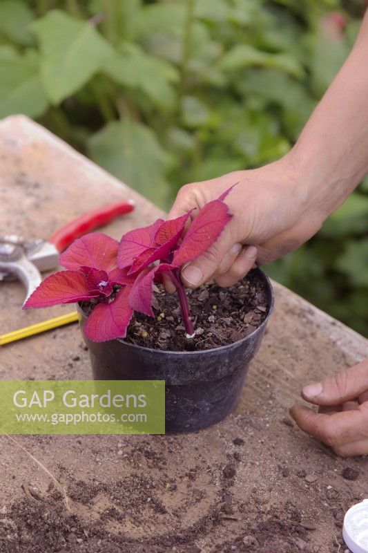 Taking autumn cuttings of Solenostemon - Coleus - inserting into compost in pre-made hole - compost is not compressed to allow adequate air circulation around base of cutting