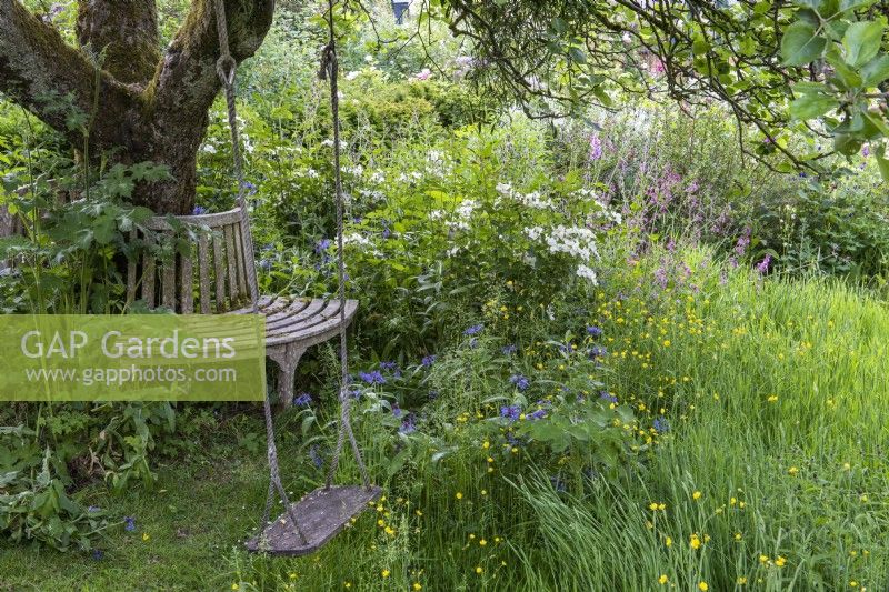 An elderly apple tree is embraced by a tree seat, overlooking a shady area planted with Centaurea montana, ragged robin and Rosa 'Kew Gardens'.