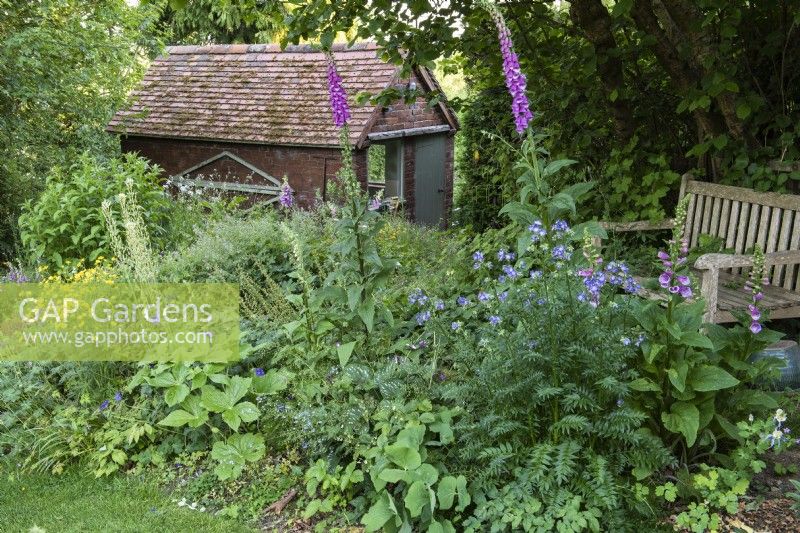 An informal corner with a bench overlooking a border planted with Jacob's ladder, foxgloves and hardy geraniums.