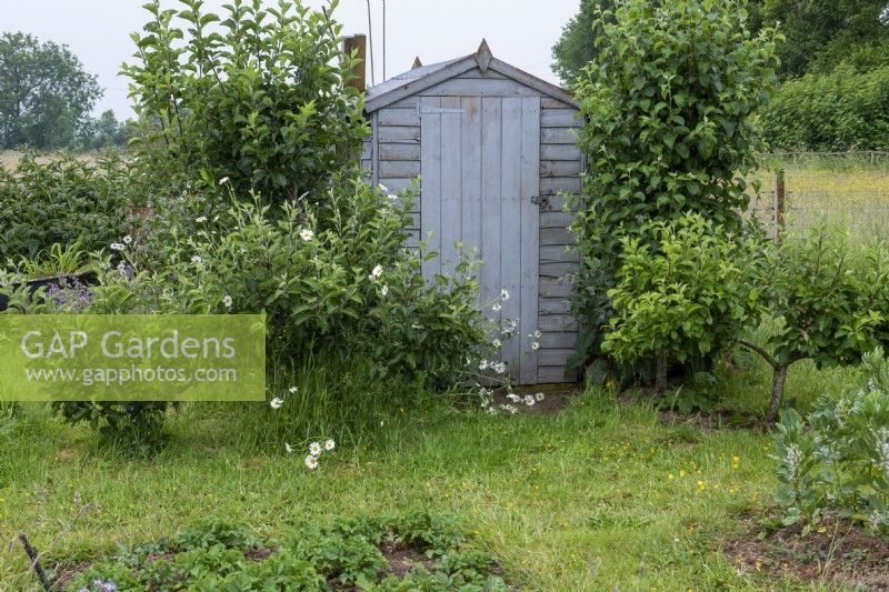In the kitchen garden, a garden shed is flanked by fruit trees.