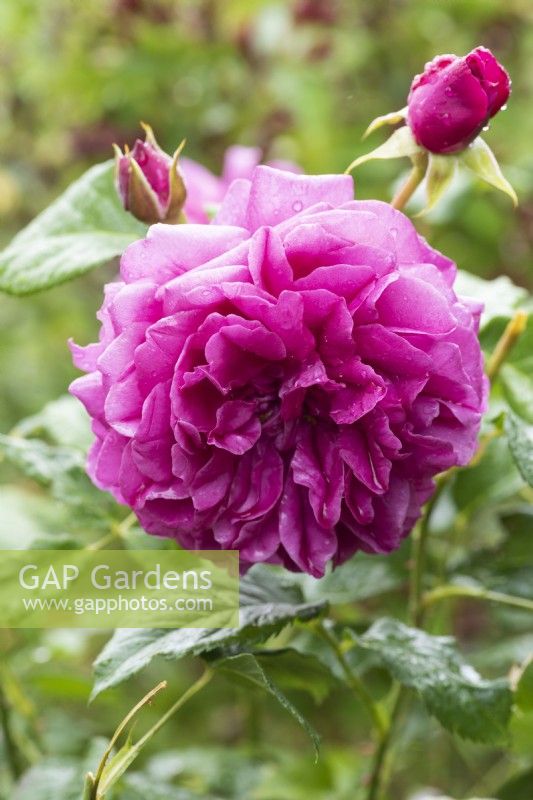 Rosa 'James Austin', an English shrub rose with dark pink double flowers.