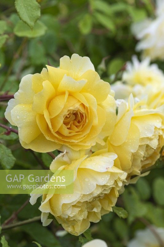 Rosa 'The Poet's Wife', an English shrub rose with yellow double flowers.