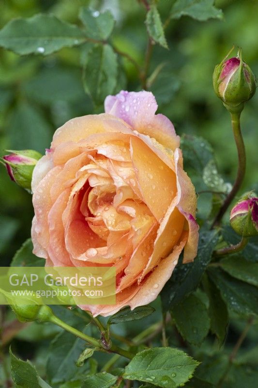 Rosa 'Lady of Shalott', an English shrub rose with orange double flowers.
