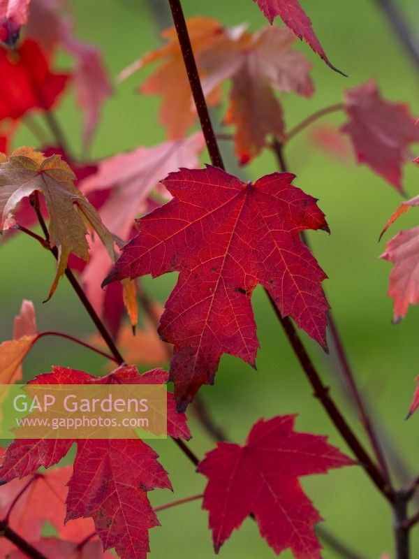 Acer rubrum  Fairview Flame Autumn foliage Late October