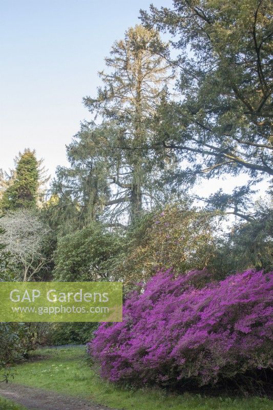 Victorian arboretum in spring. 

PInk Rhododendron 'Amoenum', an old Japanese hybrid which typically grows wider than high. 

Champion tree Picea Smithiana syn. Morinda spruce, Himalayan spruce, with the longest leaves of any spruce.