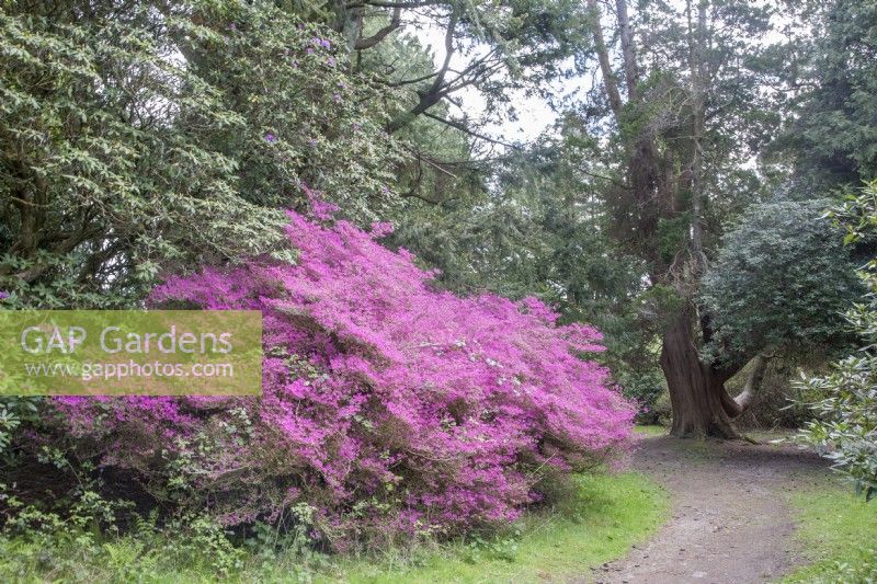 View along path in Victorian arboretum past pInk Rhododendron 'Amoenum' to UK Champion Chamaecyparis pisifera 'Plumosa' syn. Sawara cypress.