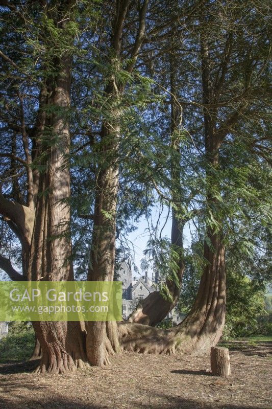 Thuja plicata - western red cedar - May. 

This multi-stemmed tree was planted in 1863.  Gelli Aur/Golden Grove arboretum 